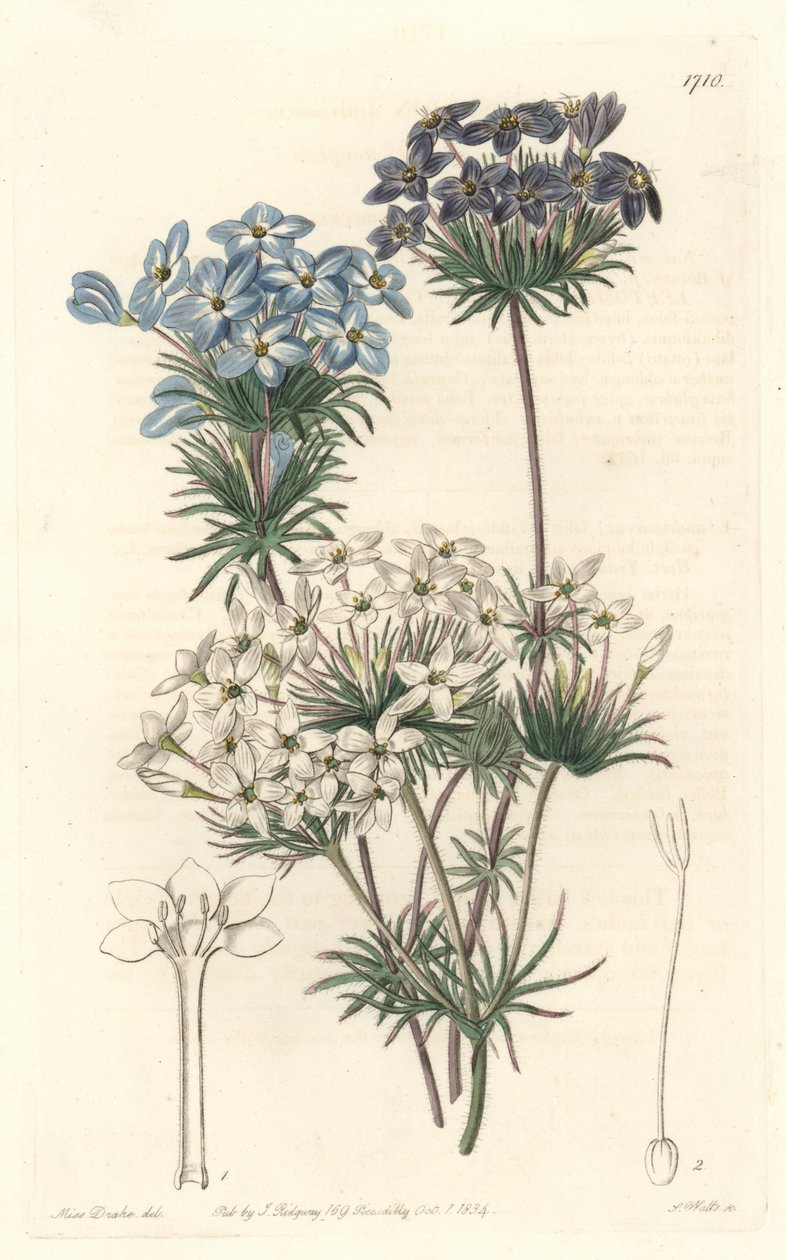 Leptosiphon androsace, infödd i Kalifornien - Vatten av S. Watts från en illustration av Sarah Anne Drake (1803-1857), från Botanical Register av Sydenham Teast Edwards
