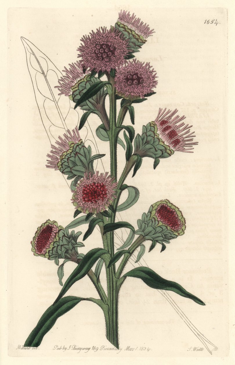 Liatid eller liatris, infödd i Nordamerika - S. Watts starkt vatten från en illustration av M. Hart, från Botanical Register av Sydenham Teast Edwards