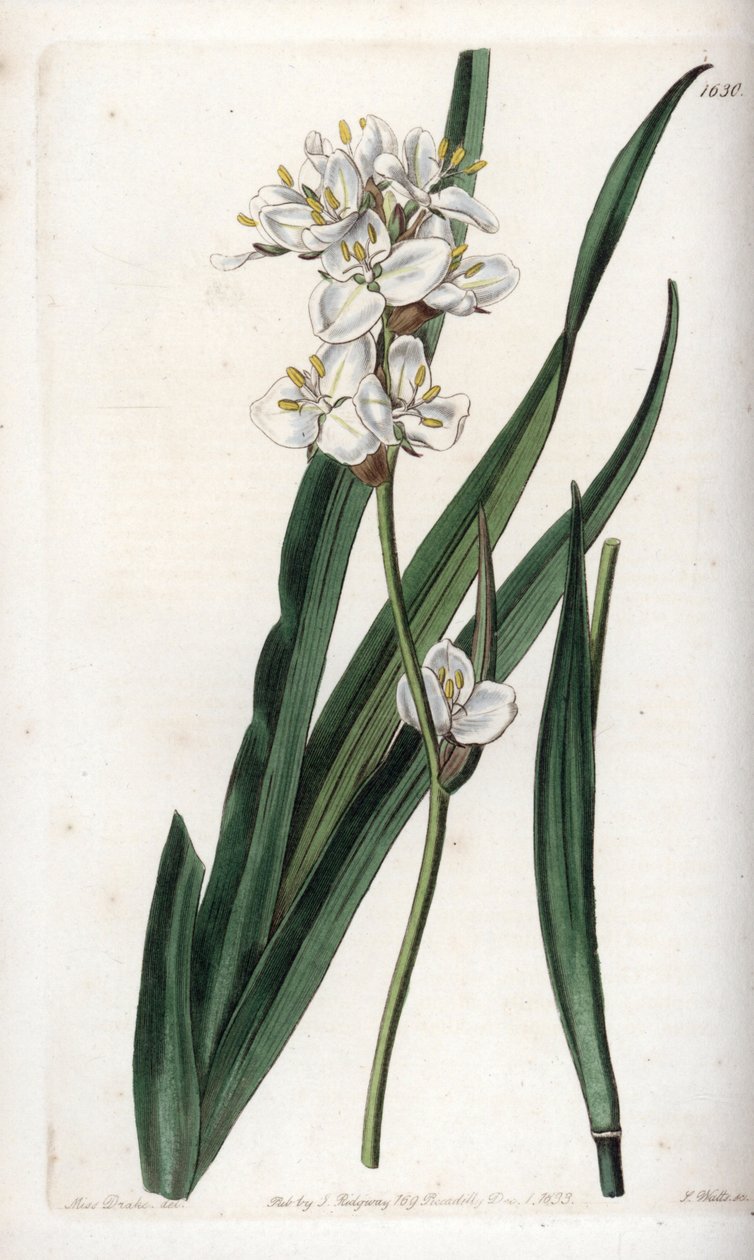 Libertia, endemisk till Chile - Graverad av S.Watts, från en illustration av Sarah Anne Drake (1803-1857), från Botanical Register of Sydenham Edwards (1768-1819), England av Sydenham Teast Edwards