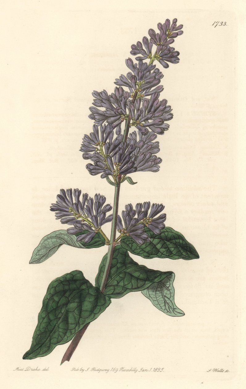 Lilac of Hungary - Strong water av S. Watts från en illustration av Sarah Anne Drake (1803-1857), från Botanical Register av Sydenham Teast Edwards
