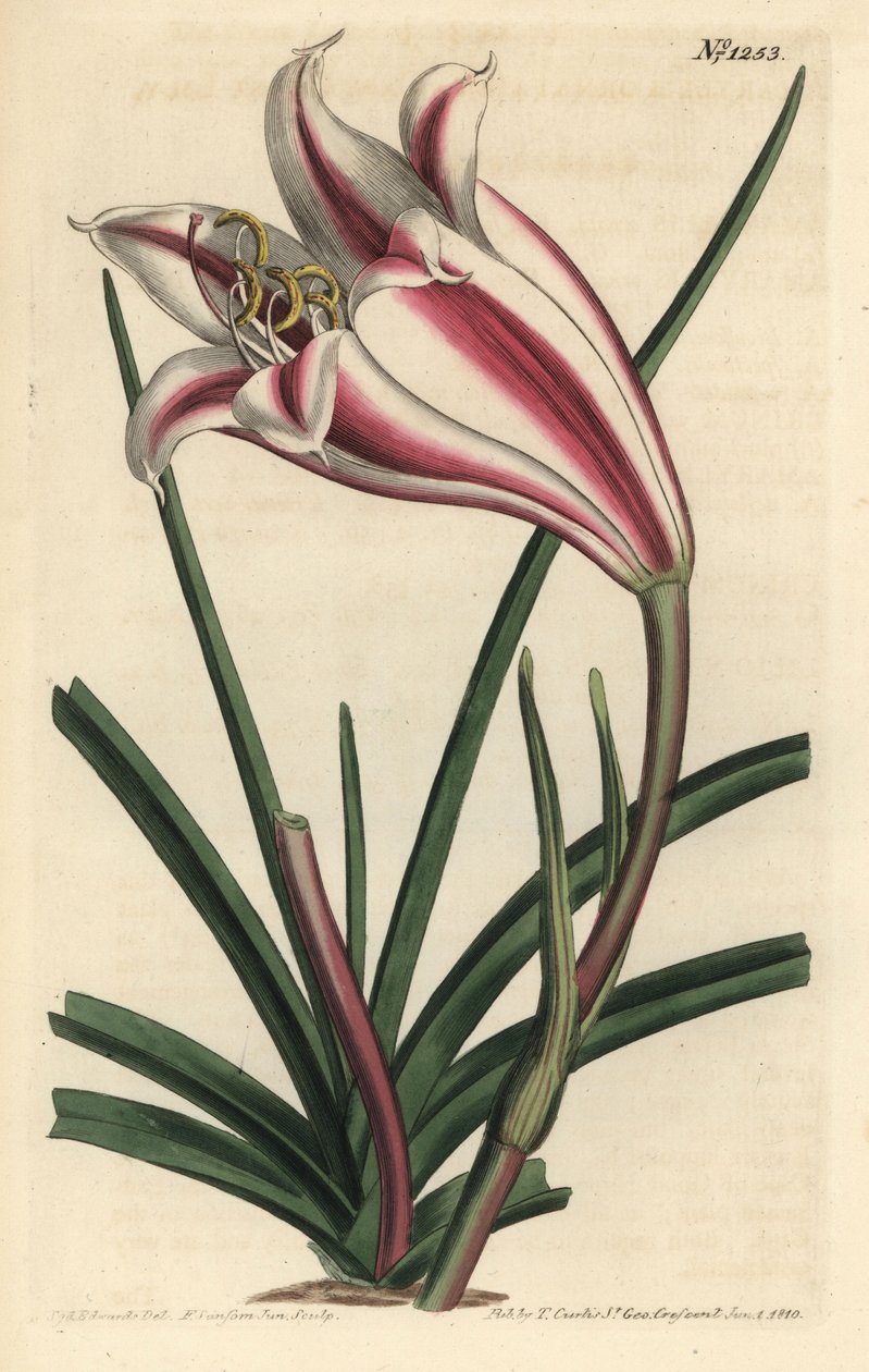 Lily Variete - Cape Coast lilja, Crinum ornatum (Amaryllis ornata). Handkolorerad kopparstick av F. Sansom Jr. efter en illustration av Sydenham Edwards från William Curtis