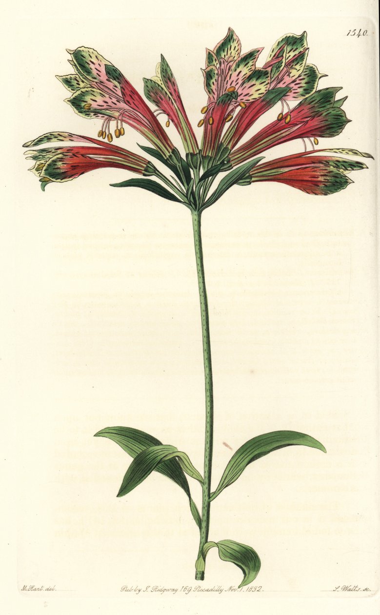 Inkalilja eller Peru (alstroemere eller alstroemerie) - Peruansk lilja, Alstroemeria pulchella (Parrot alstroemeria, Alstroemeria psittacina). Handkolorerad kopparstick av S. Watts efter en illustration av M. Hart från Sydenham Edwards
