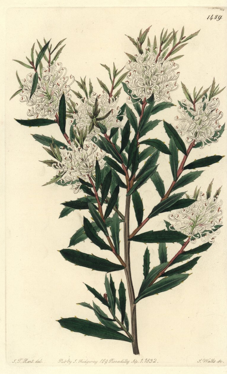Linärbladig hakea, Hakea linearis. Handkolorerad kopparstick av S. Watts efter illustration av J.T. Hart från Sydenham Edwards