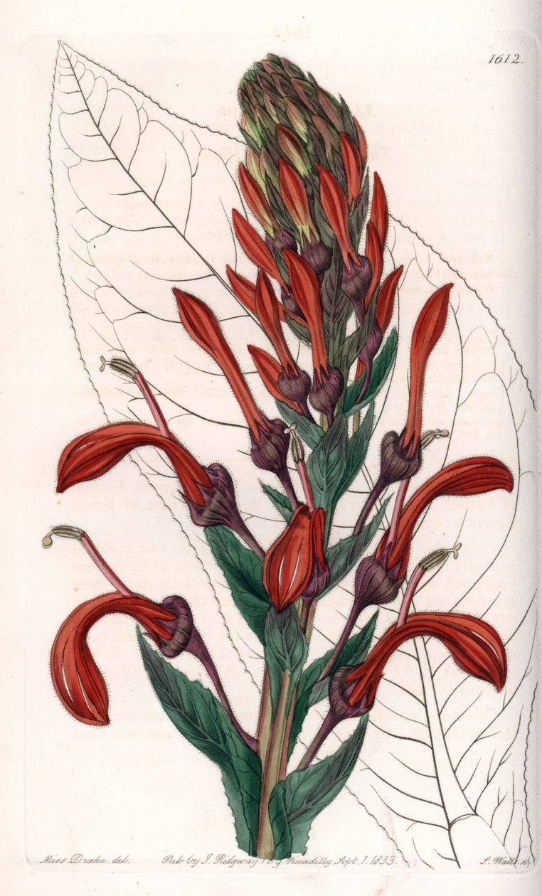 Lobelia variete (eller kardinal) från Chile - Plåt graverad av S.Watts, från en illustration av Sarah Anne Drake (1803-1857), från Botanical Register of Sydenham Edwards (1768-1819), England av Sydenham Teast Edwards