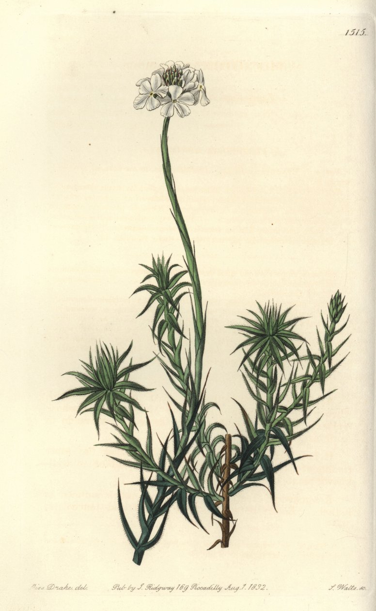 Långbladigt sphenotoma, Sphenotoma capitatum. Handkolorerad kopparstick av S. Watts efter en illustration av Miss Sarah Drake från Sydenham Edwards
