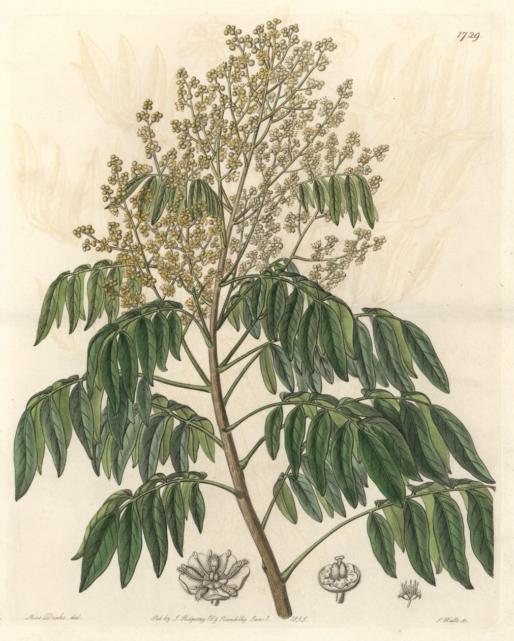 Longanier, ursprungligen från Kina - S. Watts starkt vatten från en illustration av Sarah Anne Drake (1803-1857), från Botanical Register av Sydenham Teast Edwards