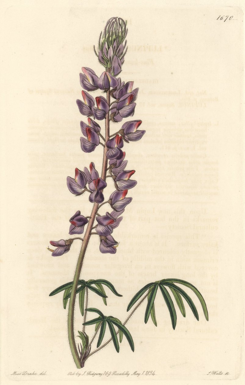 Lupin med smala blad - Strong water av S. Watts från en illustration av Sarah Anne Drake (1803-1857), från Botanical Register av Sydenham Teast Edwards