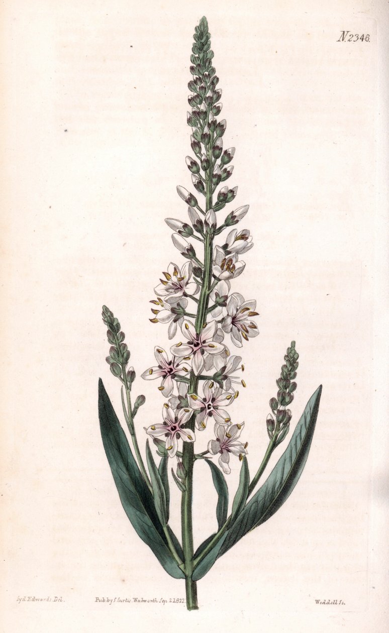 Lysimaque ephemere - Silver- eller pilbladig lösöre, Lysimachia ephemerum. Handfärgad kopparstick av Weddell efter en illustration av Sydenham Edwards från Samuel Curtis "" Botanical Magazine,"" London av Sydenham Teast Edwards