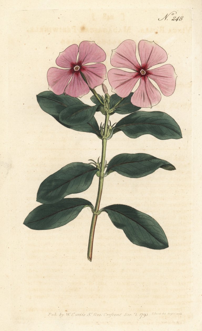 Madagaskarsnäcka - Madagaskarsnäcka, Catharanthus roseus (Vinca rosea). Handfärgad kopparstick av Sansom efter en illustration av Sydenham Edwards från William Curtis