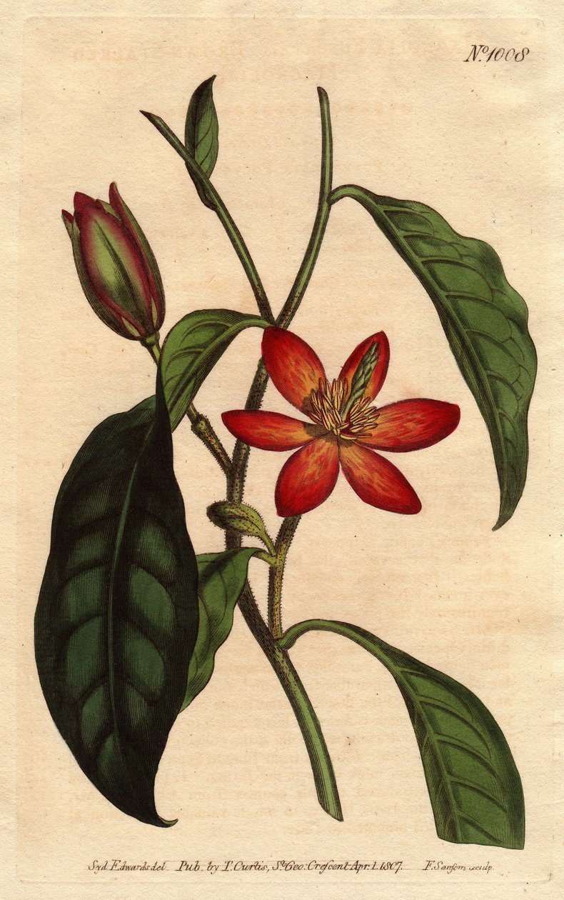 Magnolia har brun stjälk, med orange blommor och ecarlates, infödd i Kina. Brun stjälkad magnolia med röda och orange blommor. En infödd i Kina. Magnolia fuscata. Handfärgad kopparstick från en botanisk illustration av Sydenham Edwards fr av Sydenham Teast Edwards