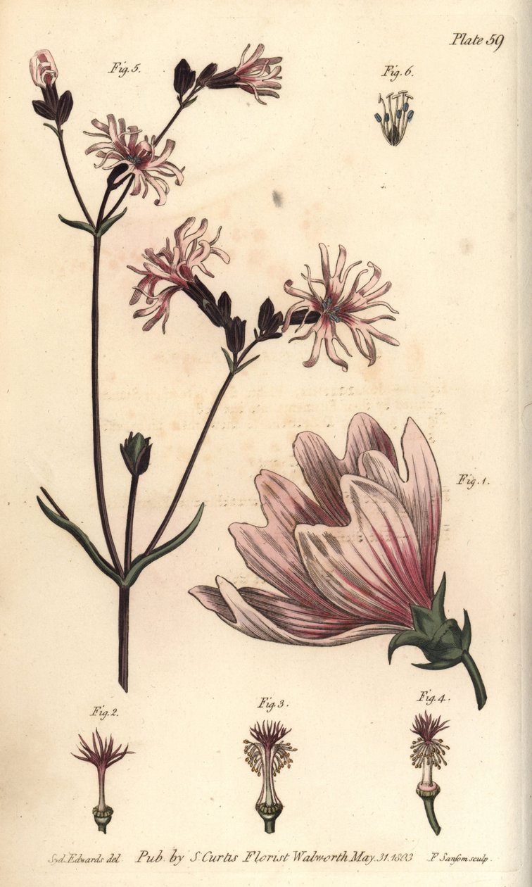 Malva, Malva sylvestris, Monadelphia av Sydenham Teast Edwards