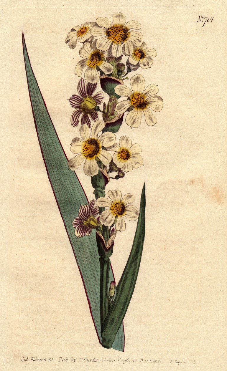Marica har vita, gulstrimmiga blommor och lila linjer. Strimig blommig marica med vita, gula och renrandiga blommor. Marica striata. Handfärgad kopparstick från en botanisk illustration av Sydenham Edwards från William Curtis "" B av Sydenham Teast Edwards