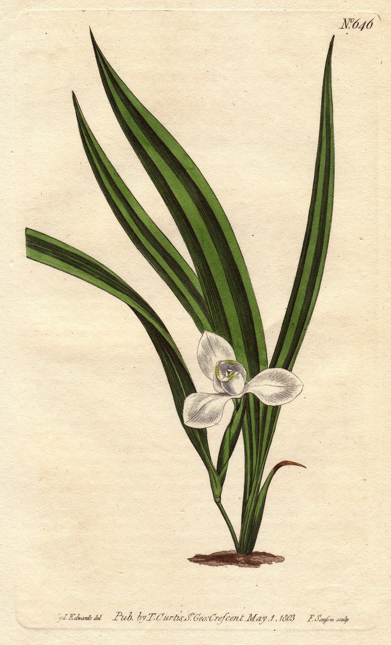 Marica marica med små vita blommor och smala och randiga blad. Marsh marica med små vita blommor och smalrandiga blad. Marica paludosa. Handfärgad kopparstick från en botanisk illustration av Sydenham Edwards från William Curtis