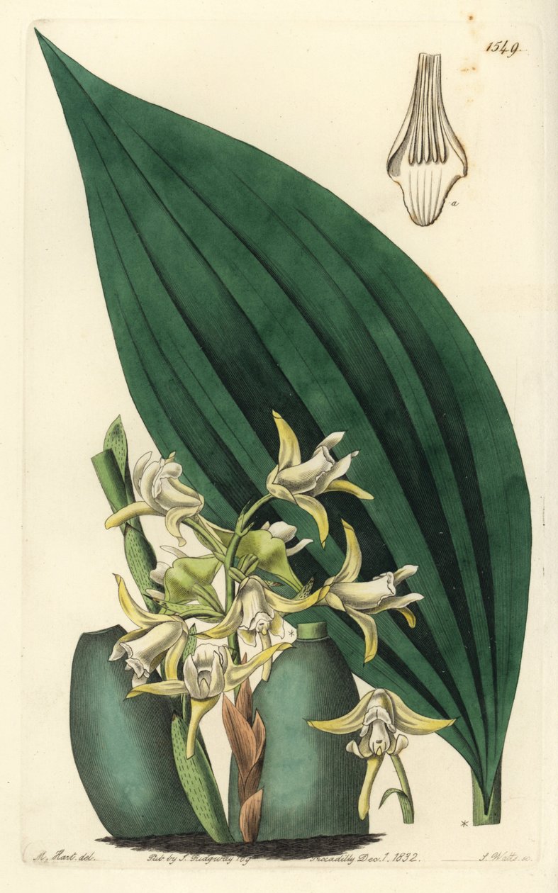 Maxillaria palmifolia orkidé (Blekgul maxillaria, Maxillaria decolor). Handkolorerad kopparstick av S. Watts efter en illustration av M. Hart från Sydenham Edwards
