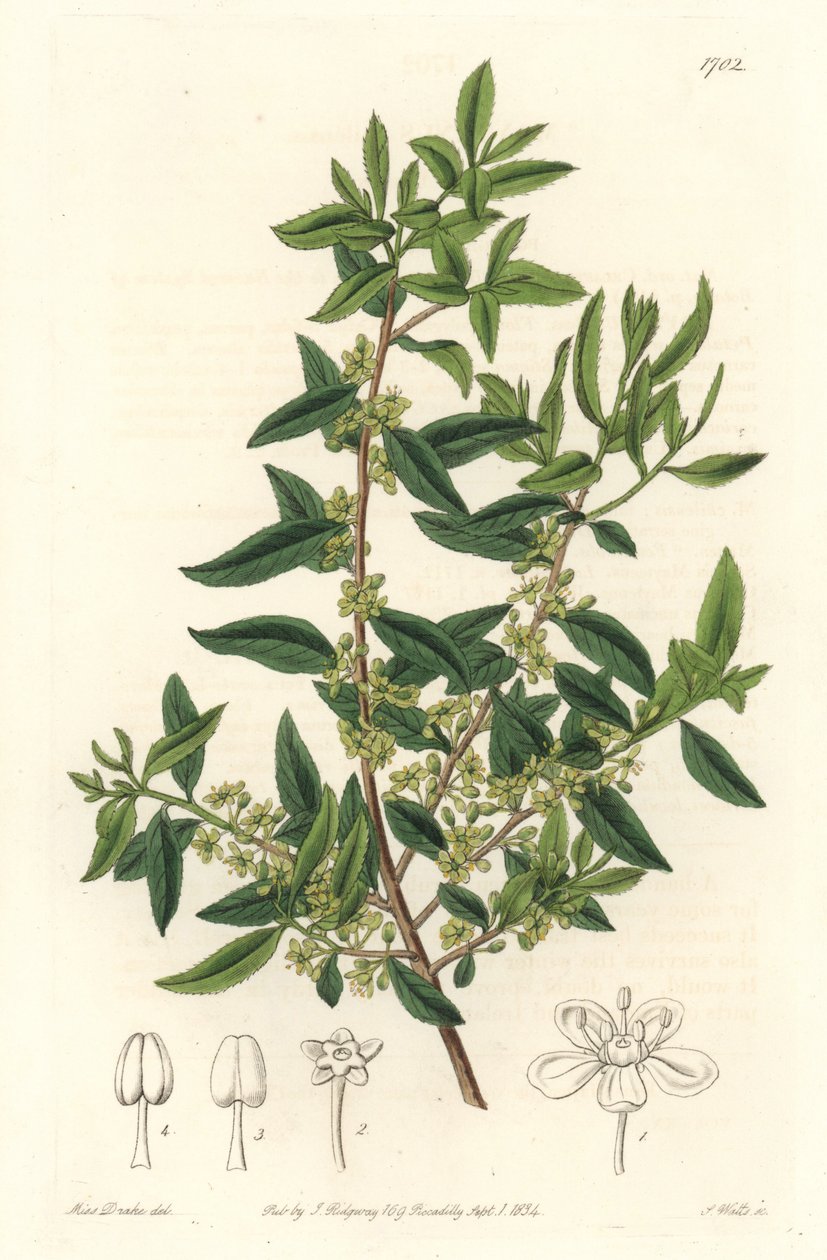 Maytenus boaria (maiten), endemisk till Central- och Sydamerika - Strong water av S. Watts från en illustration av Sarah Anne Drake (1803-1857), från det botaniska registret av Sydenham Teast Edwards