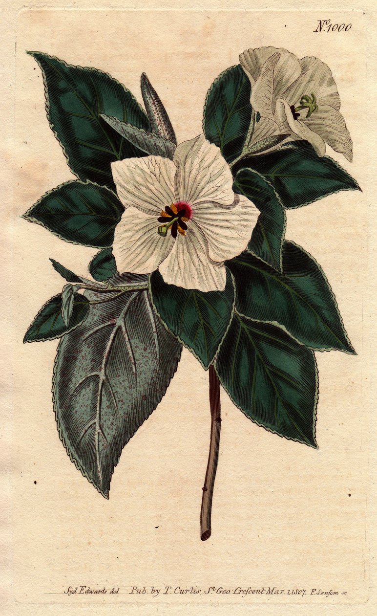 Melhania Saint Helena med vita blommor.St. Helena Rött trä med vita blommor. Melhania erythroxylon. Handfärgad kopparstick från en botanisk illustration av Sydenham Edwards från William Curtis "" Botanical Magazine"" 1790-1800. av Sydenham Teast Edwards
