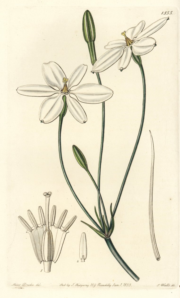Mexikansk stjärna - Mexikansk stjärna eller snövit milla, Milla biflora. Handkolorerat kopparstick av S. Watts efter en illustration av miss Sarah Drake från Sydenham Edwards