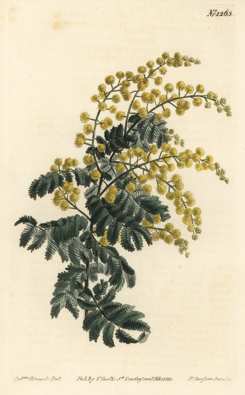 Mimosa - Dunig slingor, Acacia pubescens, sårbar (hårig skaft mimosa, Mimosa pubescens). Handkolorerad kopparstick av F. Sansom Jr. efter en illustration av Sydenham Edwards från William Curtis