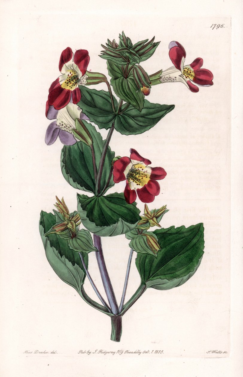 Mimule-variete, kallad monkey flower eller mysk flower - Graverad tavla av S.Watts, från en illustration av Sarah Anne Drake (1803-1857), från Botanical Register of Sydenham Edwards (1768-1819), England av Sydenham Teast Edwards