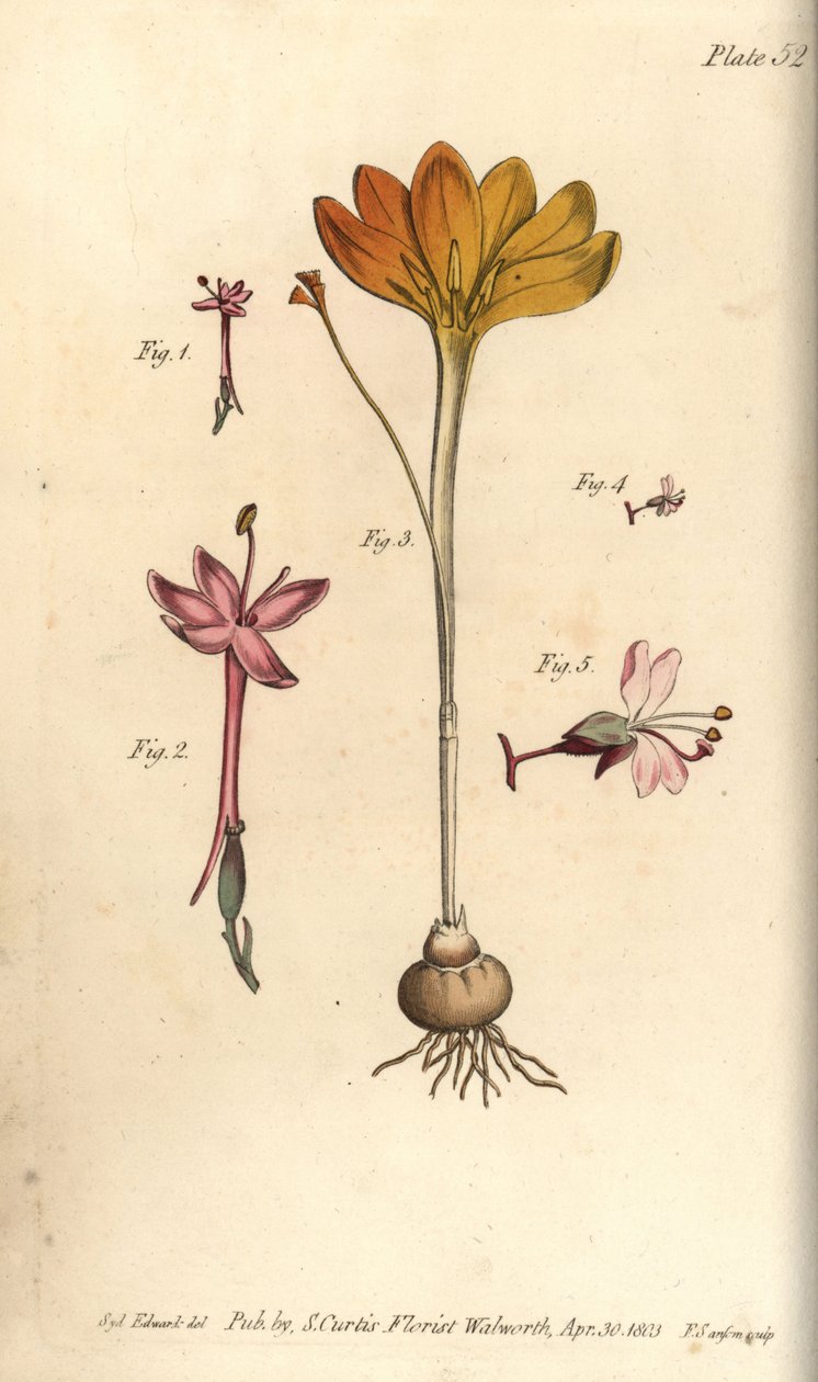 Monandria 1,2, tyg av guld, Crocus angustifolius (Triandria) 3, och trollkarls nattskugga, Circaea alpina (Diandria) 4,5. Handkolorerad kopparstick av en botanisk illustration av Sydenham Edwards för William Curtis