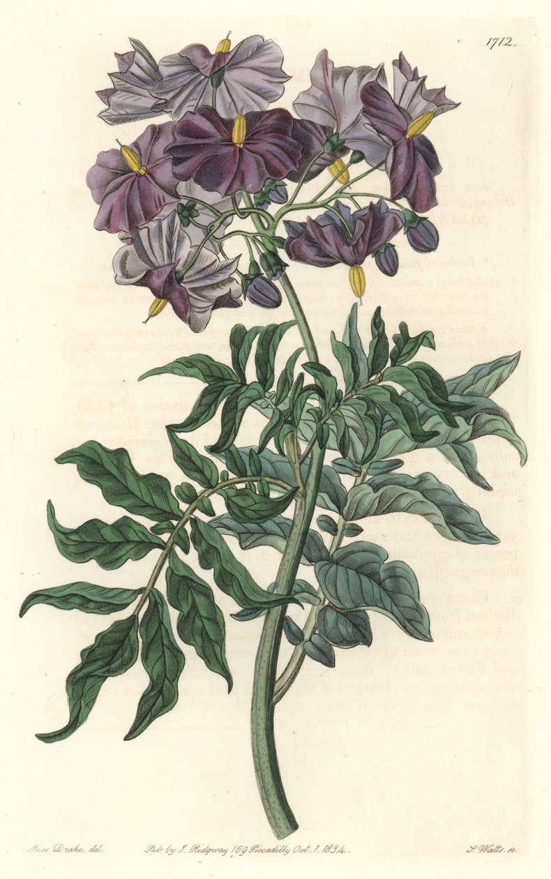 Morelle (Solanum), född i Chile - Strong water av S. Watts från en illustration av Sarah Anne Drake (1803-1857), från Botanical Register av Sydenham Teast Edwards