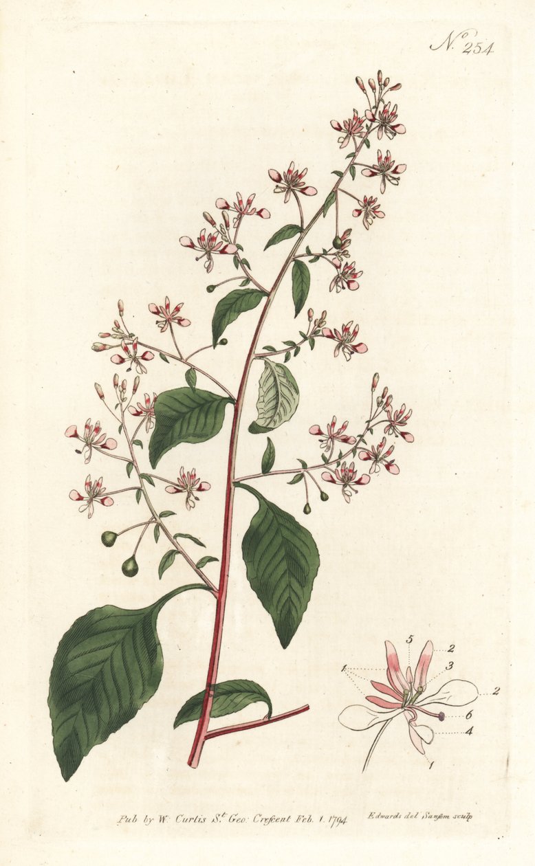 Myggblomma eller mexikansk lopezia, Lopezia racemosa. Handkolorerad kopparstick av Sansom efter en illustration av Sydenham Edwards från William Curtis