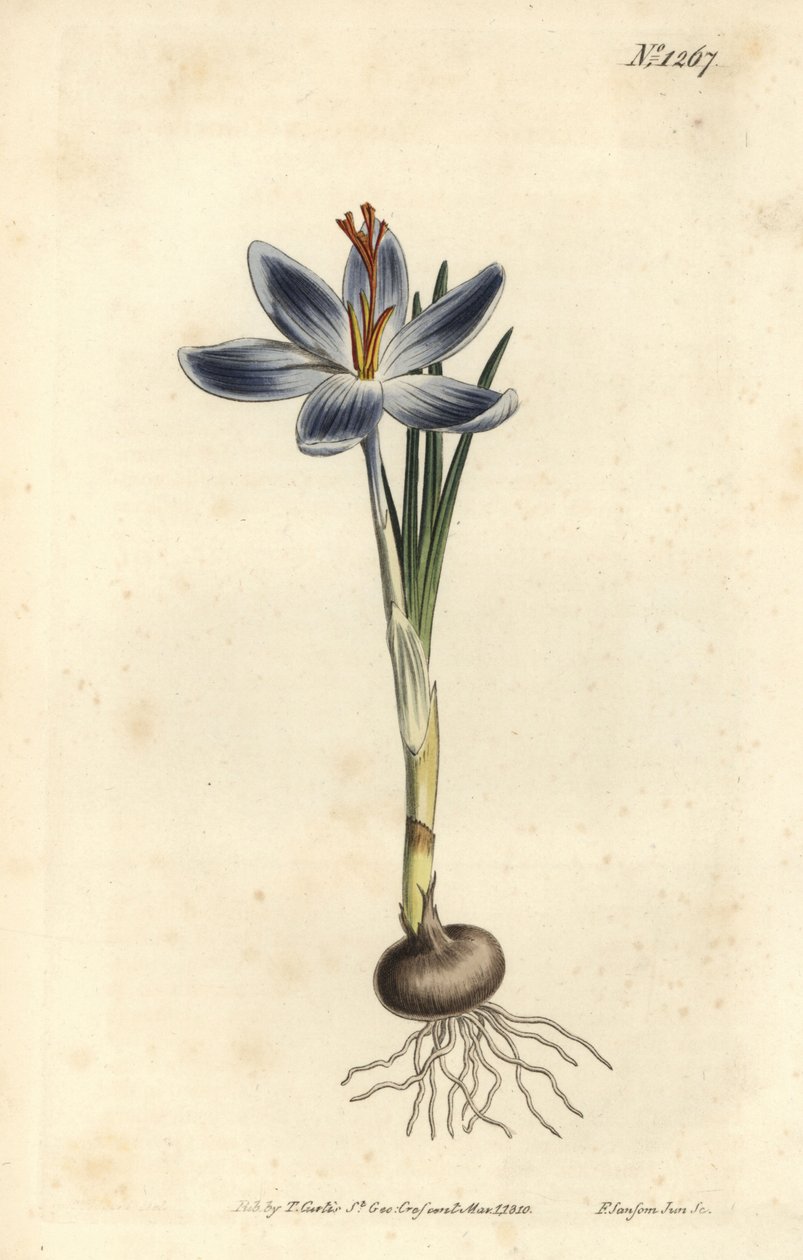 Bergkrokus, Crocus serotinus. Handkolorerad kopparstick av F. Sansom Jr. efter en illustration av Sydenham Edwards från William Curtis