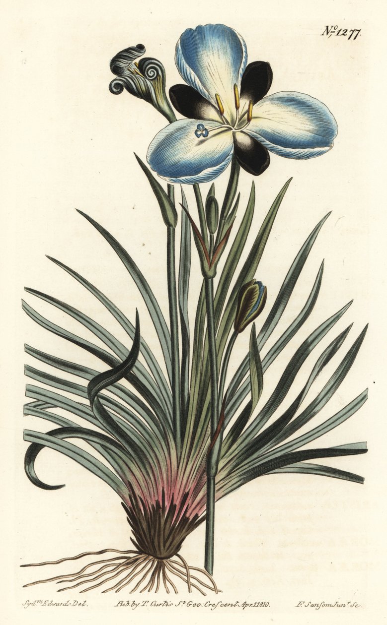 Sorgblommig aristea, Aristea lugens (Aristea melaleuca). Handkolorerad kopparstick av F. Sansom Jr. efter en illustration av Sydenham Edwards från William Curtis