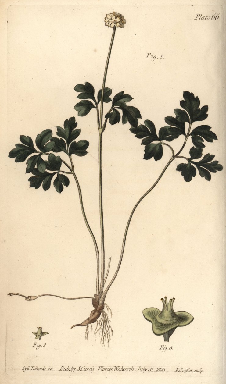 Myskrot, Adoxa moschatellina, Tetragynia, blomma 1 och pistilla 2,3. Handkolorerad kopparstick av F. Sansom av en botanisk illustration av Sydenham Edwards för William Curtis