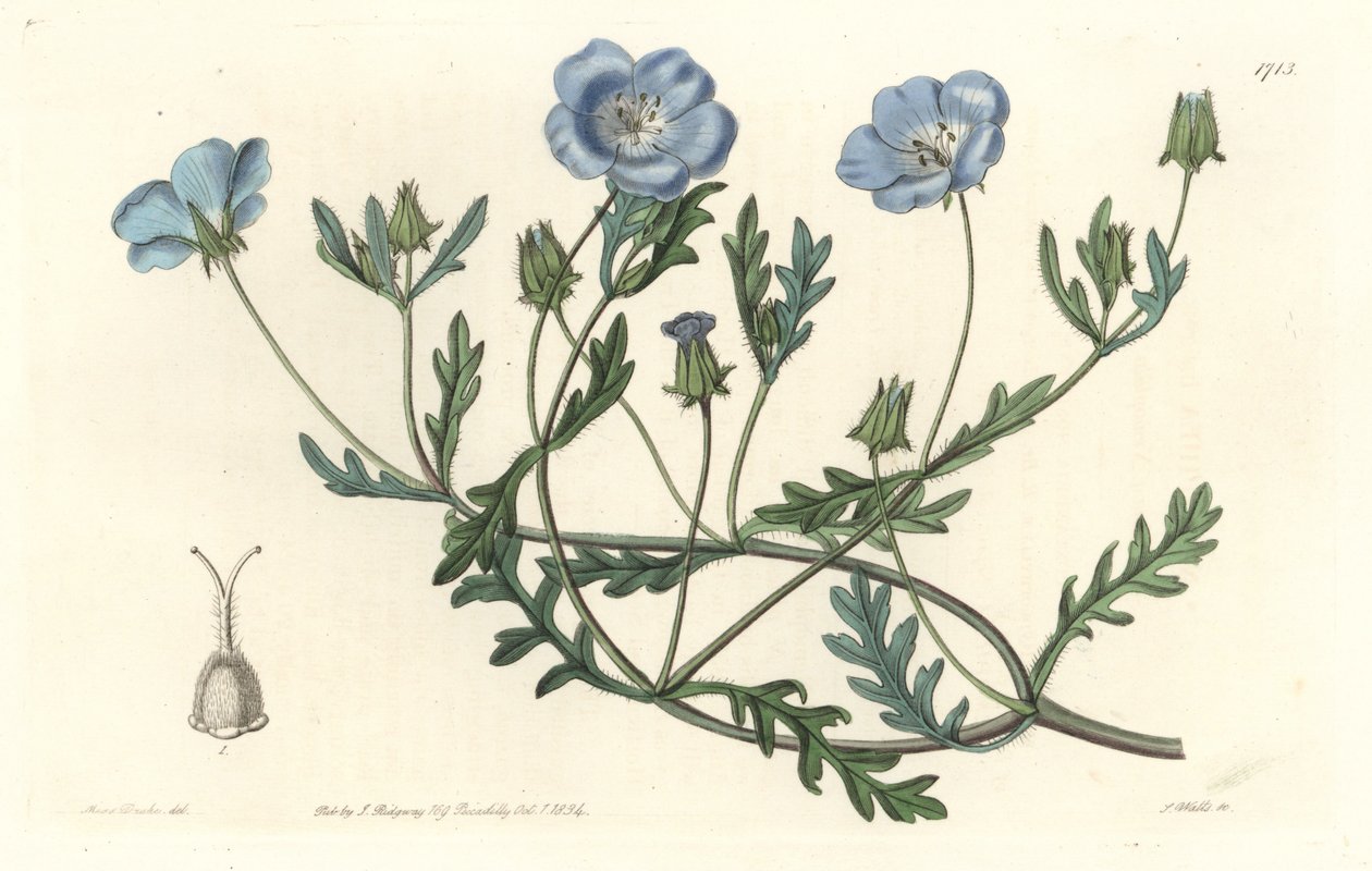 Namophile maculee, ursprungligen från Kalifornien - Water forte av S. Watts från en illustration av Sarah Anne Drake (1803-1857), från Botanical Register av Sydenham Teast Edwards
