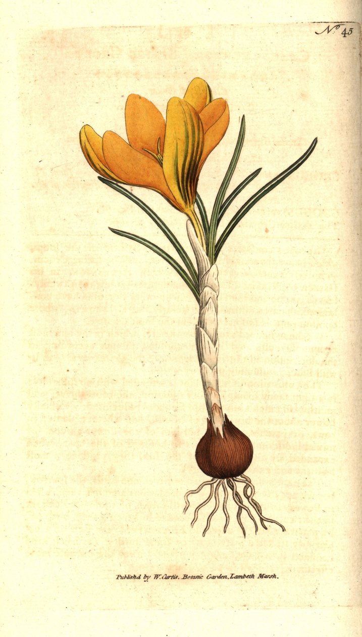 Neapelkrokus eller vårkrokus, vårkrokus - vårkrokus, krokus vernus. Handkolorerad kopparstick efter en botanisk illustration av Sydenham Edwards från William Curtis