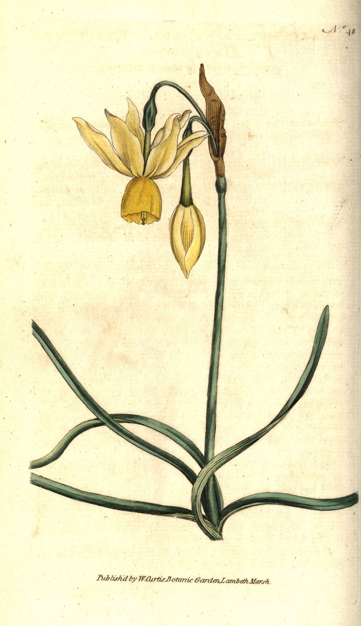 Narcissus - Reflexed påsklilja, Narcissus triandrus. Handkolorerad kopparstick efter en botanisk illustration av James Sowerby från William Curtis
