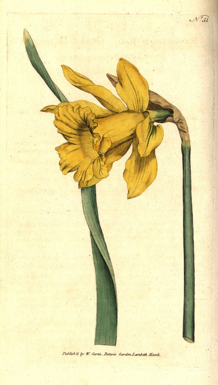 Narcissus - Spansk påsklilja, Narcissus hispanicus (Stor påsklilja, Narcissus major). Handkolorerad kopparstick efter en botanisk illustration från William Curtis The Botanical Magazine, Lambeth Marsh, London av Sydenham Teast Edwards