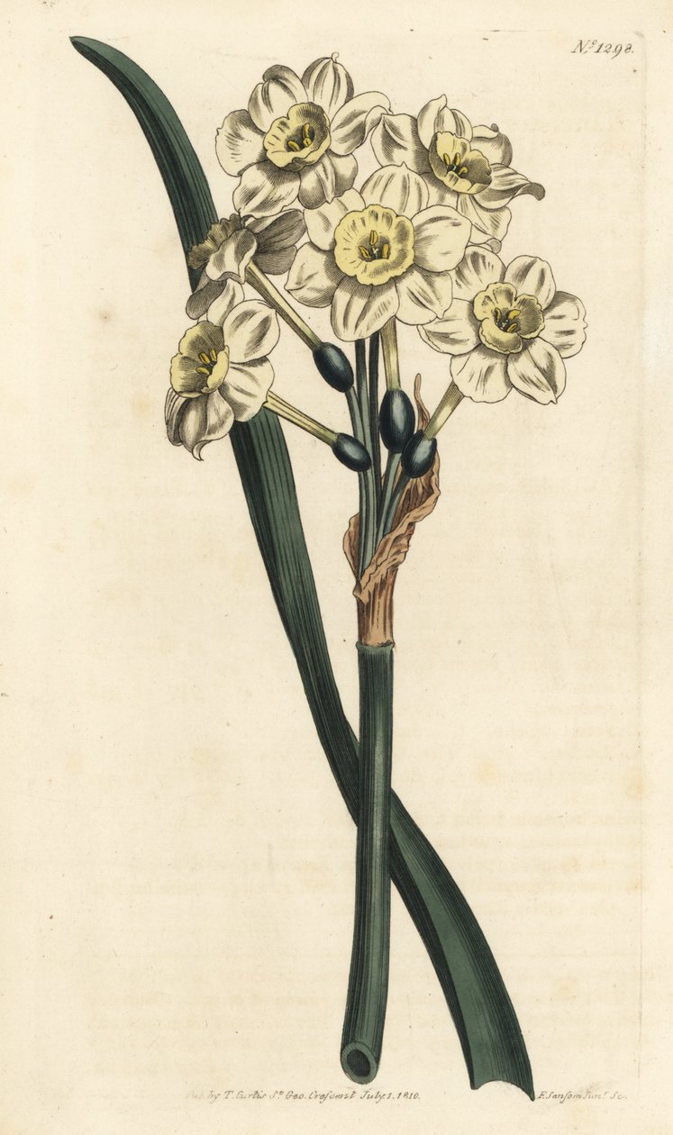 Narcissus en bukett - Buntblommig påsklilja, Narcissus tazetta (Blek-kupad vit trädgårdsnarcissus; Narcissus orientalis) - Handkolorerad kopparstick av F. Sansom Jr. efter en illustration av Sydenham Edwards från William Curtis