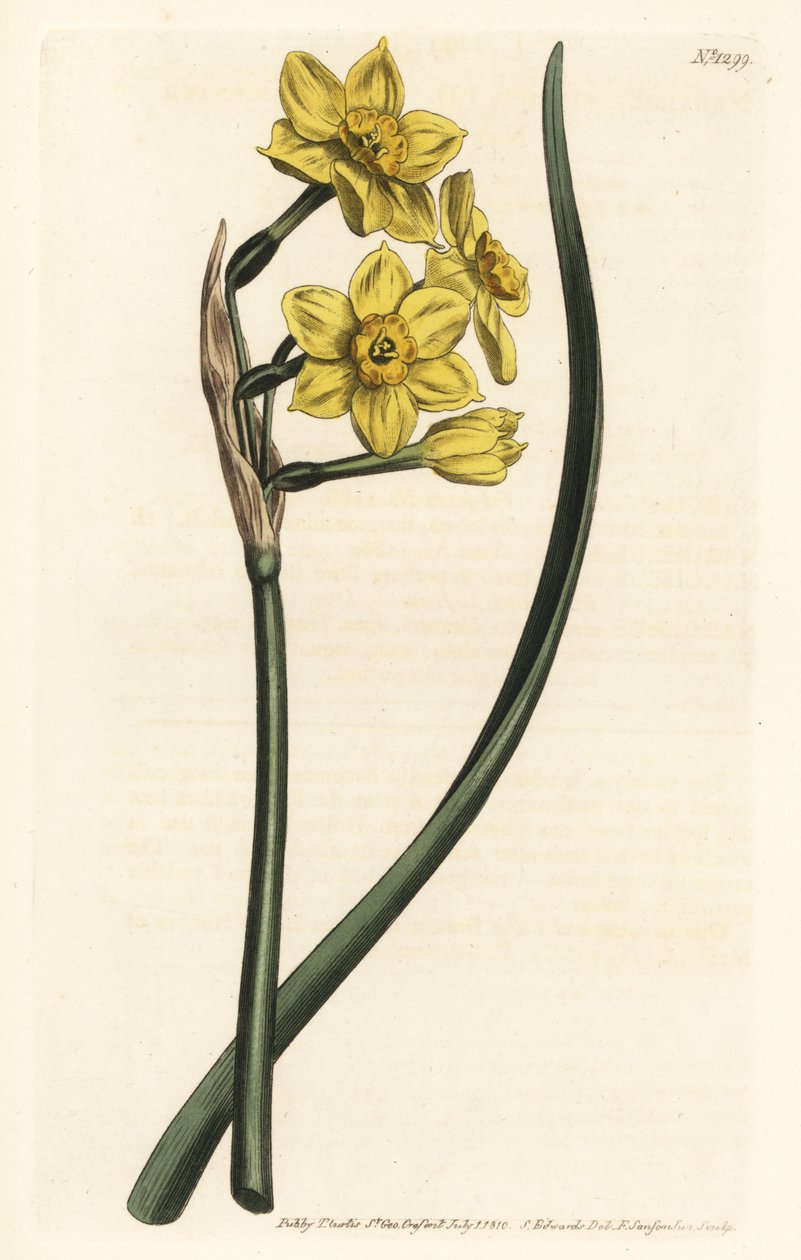 Narcissus en bukett Buntblommig påsklilja, Narcissus tazetta subsp. aureus (påskliljadoftande narciss, Narcissus bifrons) - Handkolorerad kopparstick av F. Sansom Jr. efter en illustration av Sydenham Edwards från William Curtis
