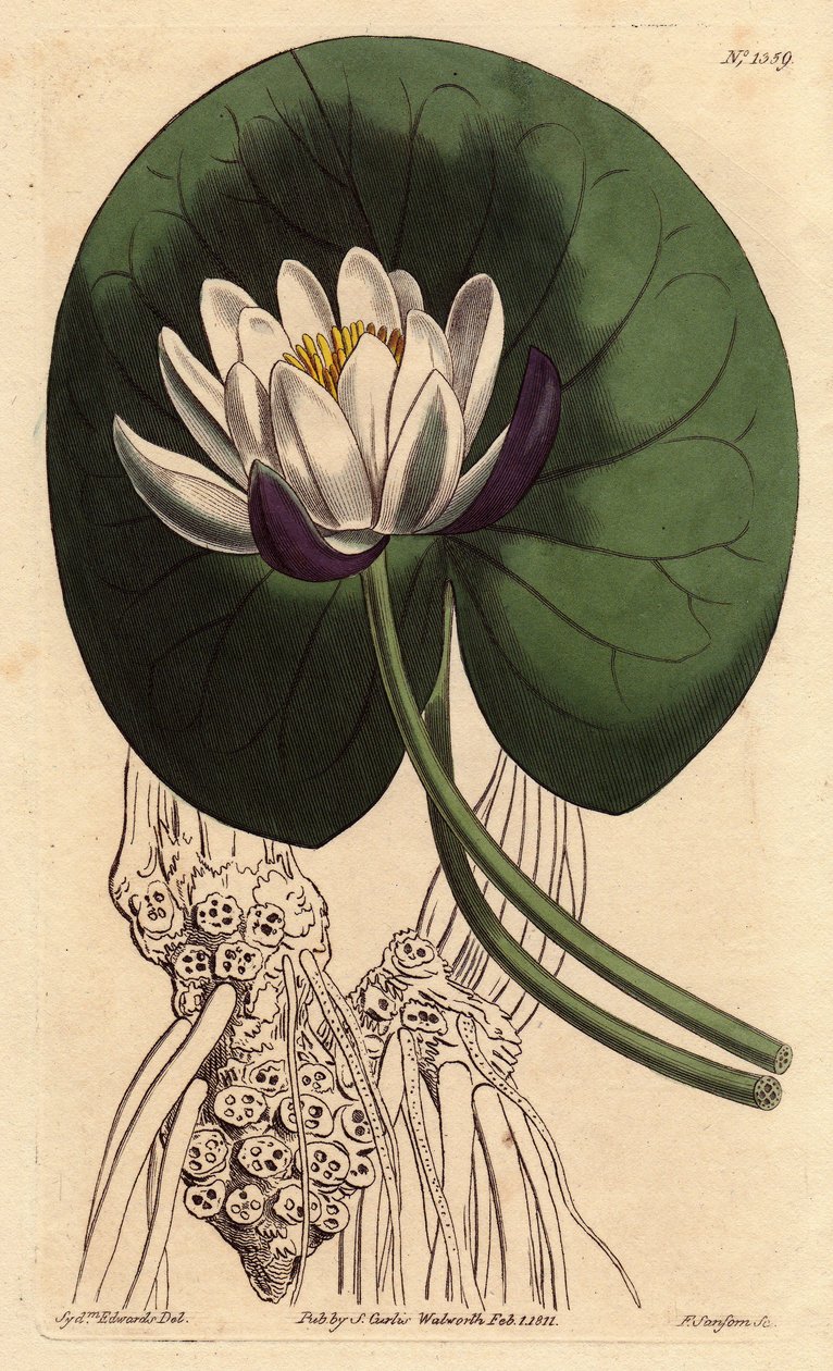 Nenuphar har en stor vit blomma framför hela sitt runda blad. Koppblommig näckros med stor vit blomma framför rund liljedyna. Nymphaea nitida. Handfärgad kopparstick från en botanisk illustration av Sydenham Edwards från William av Sydenham Teast Edwards