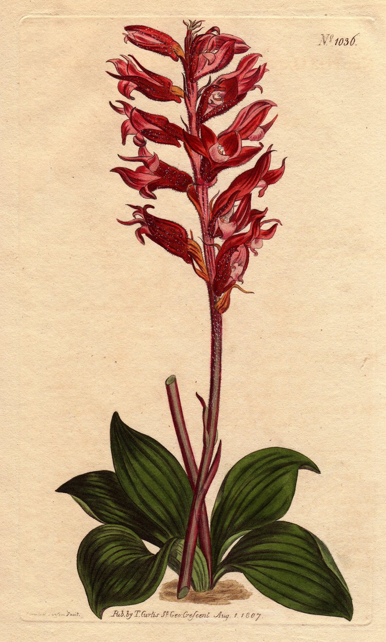 Neottie-orkidé med frostblomma, rosa och röd färg, infödd på Jamaica. Frostade blommiga neottia, med röda och rosa blommor, infödd från Jamaica. Stenorhynchus squamulosus (Neottia orchioides) Handfärgad kopparstick från en botanisk il av Sydenham Teast Edwards
