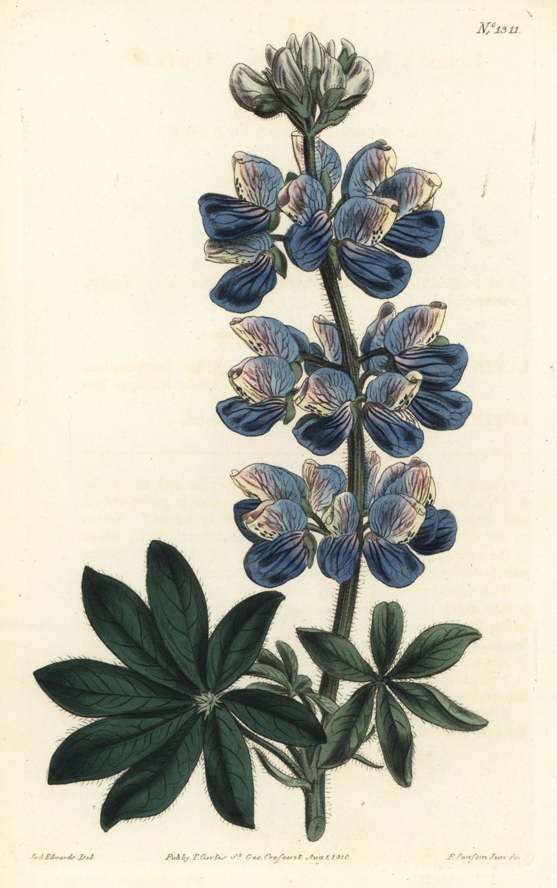 Nootka Lupin - Nootka-Sound lupin, Lupinus nootkatensis. Handkolorerad kopparstick av F. Sansom Jr. efter en illustration av Sydenham Edwards från William Curtis