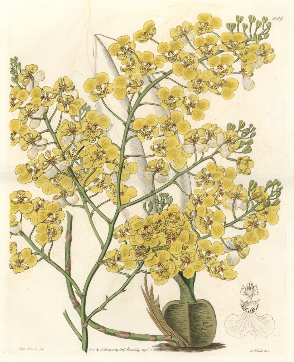 Orkidé (Oncidium ampliatum), med gula blommor, hemma i Nya Zeeland - Water forte av S. Watts från en illustration av Sarah Anne Drake (1803-1857), från det botaniska registret av Sydenham Teast Edwards