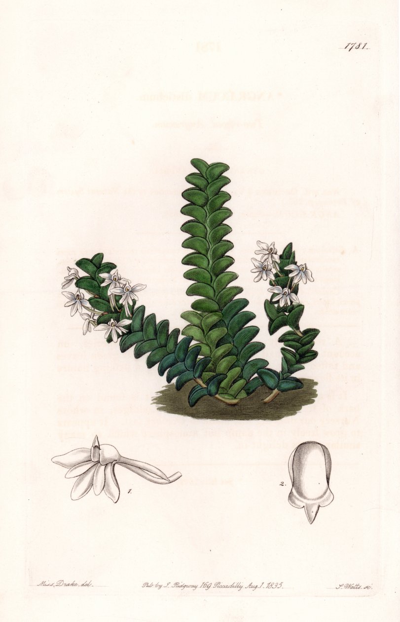Orkidé: Angraecum sort, infödd i Ekvatorialafrika - Plåt graverad av S.Watts, från en illustration av Sarah Anne Drake (1803-1857), från Botanical Register of Sydenham Edwards (1768-1819), England av Sydenham Teast Edwards