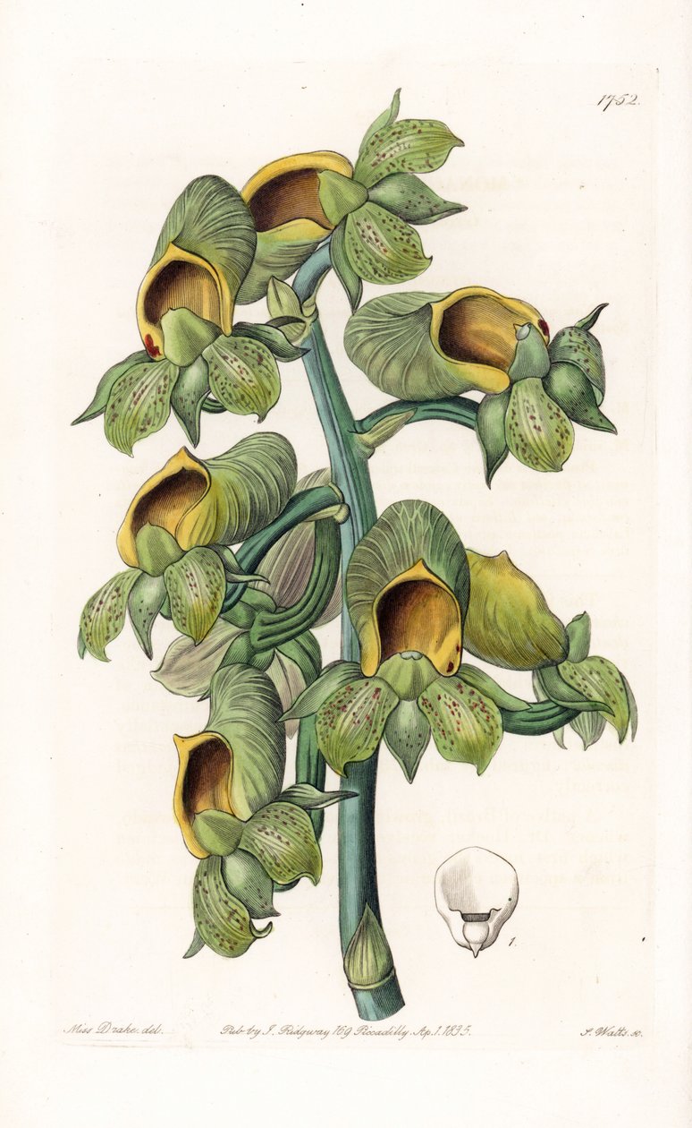Orkidé: Casatetum-sort, infödd i Brasilien - Plåt graverad av S.Watts, från en illustration av Sarah Anne Drake (1803-1857), från Botanical Register of Sydenham Edwards (1768-1819), England av Sydenham Teast Edwards