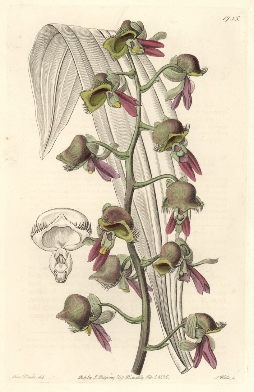 Orchid Catasetum, tvåfärgade blommor, infödd i Guyana - Water forte av S. Watts från en illustration av Sarah Anne Drake (1803-1857), från det botaniska registret av Sydenham Teast Edwards