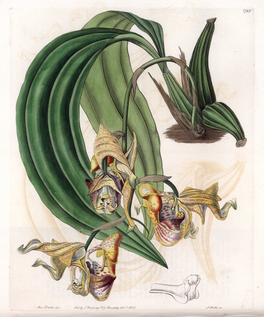 Orkidé: Coryanthes-sort med fläckiga blommor - Plåt graverad av S.Watts, från en illustration av Sarah Anne Drake (1803-1857), från Botanical Register of Sydenham Edwards (1768-1819), England av Sydenham Teast Edwards