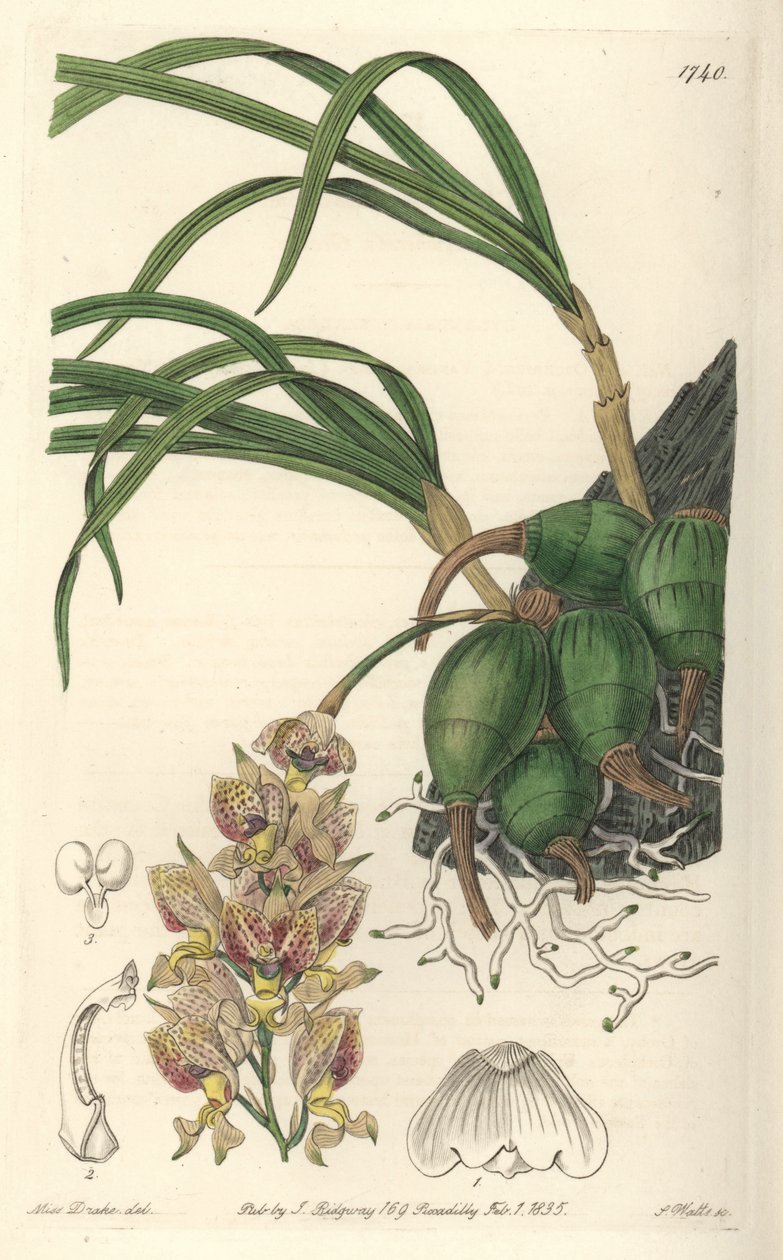 Orchid Grobya, med gula och lila blommor, infödd i Brasilien - Water forte av S. Watts från en illustration av Sarah Anne Drake (1803-1857), från det botaniska registret av Sydenham Teast Edwards