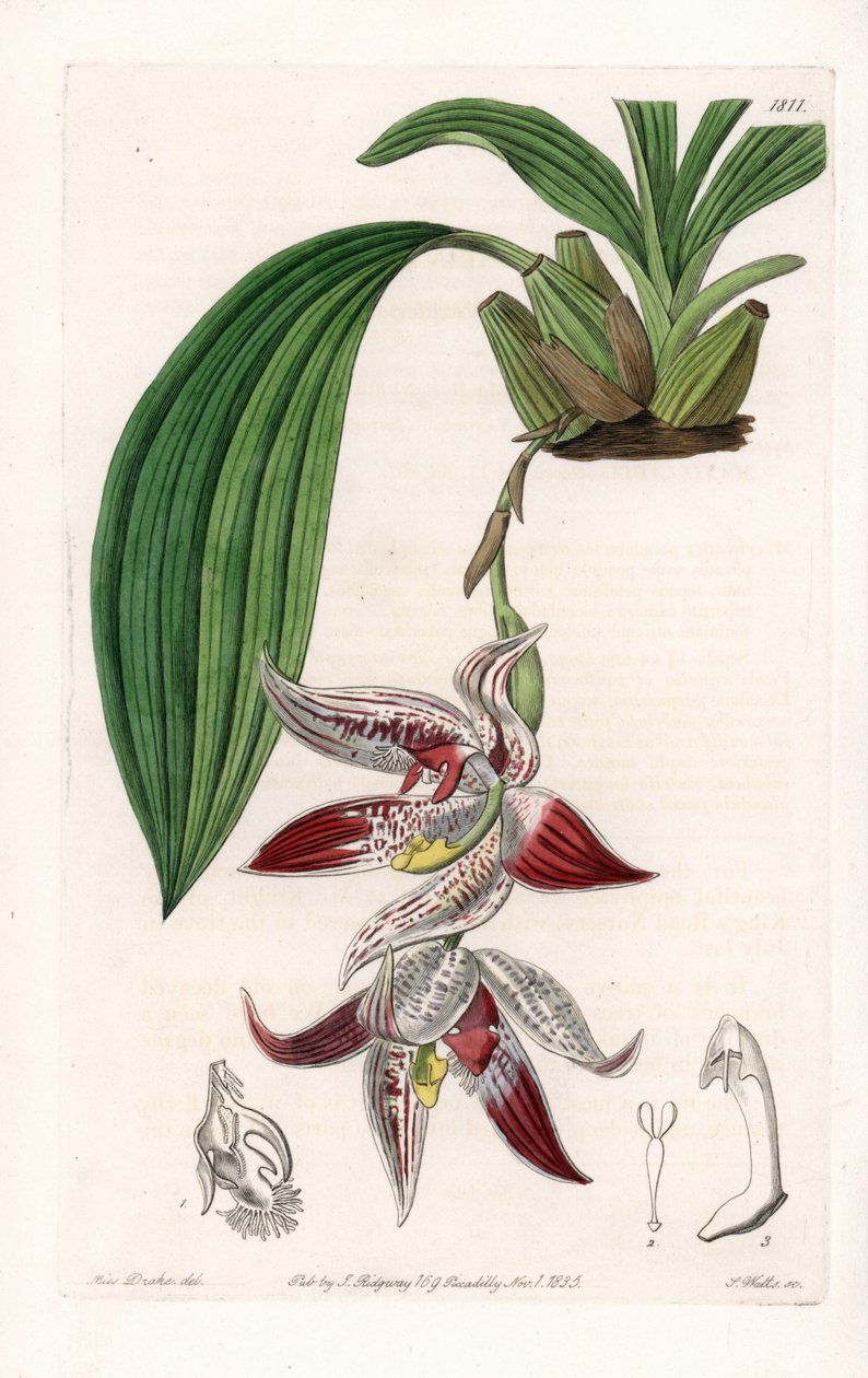 Orkidé: Paphinia cristata, infödd i Amazonia - Plåt graverad av S.Watts, från en illustration av Sarah Anne Drake (1803-1857), från Botanical Register of Sydenham Edwards (1768-1819), England av Sydenham Teast Edwards