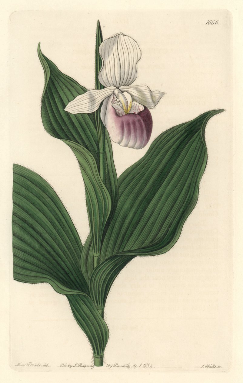 Orchid, Royal Cypripede - Water forte av S. Watts från en illustration av Sarah Anne Drake (1803-1857), från Botanical Register av Sydenham Teast Edwards