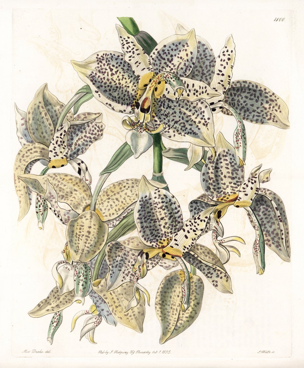 Orchid: Stanhopea sort, neotropical - Plåt graverad av S.Watts, från en illustration av Sarah Anne Drake (1803-1857), från Botanical Register of Sydenham Edwards (1768-1819), England av Sydenham Teast Edwards