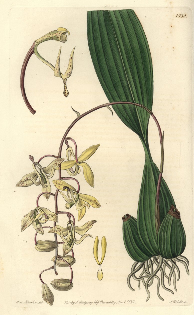 Orkidiesort Cirrhaea - Loddiges