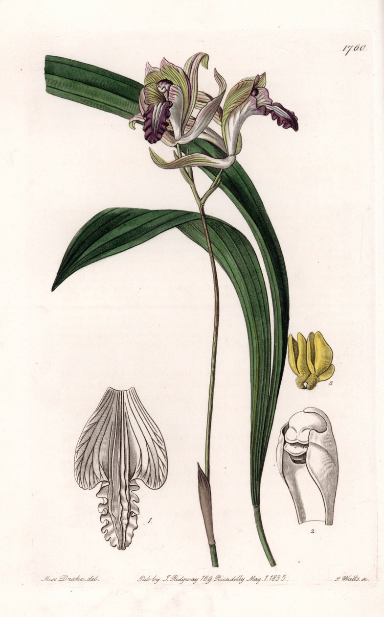 Orchid: Variety of Bletia of America - Plåt graverad av S.Watts, från en illustration av Sarah Anne Drake (1803-1857), från Botanical Register of Sydenham Edwards (1768-1819), England av Sydenham Teast Edwards