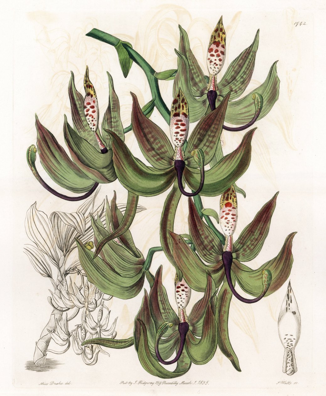 Orchid: Variety of Cycnoche - Graverad tavla av S.Watts, från en illustration av Sarah Anne Drake (1803-1857), från Botanical Register of Sydenham Edwards (1768-1819), England av Sydenham Teast Edwards